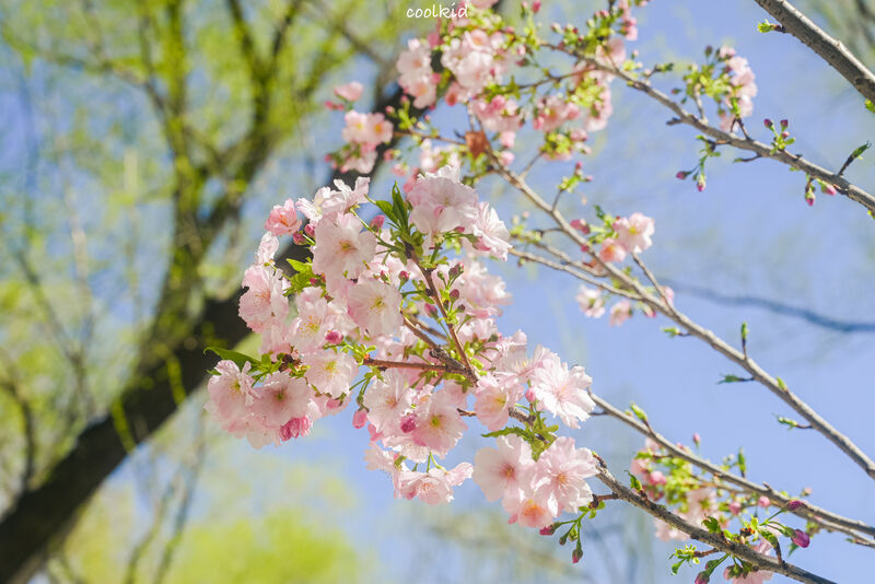 Cherry blossoms in spring