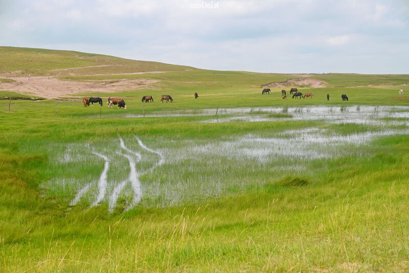 Horses grazing on grassland