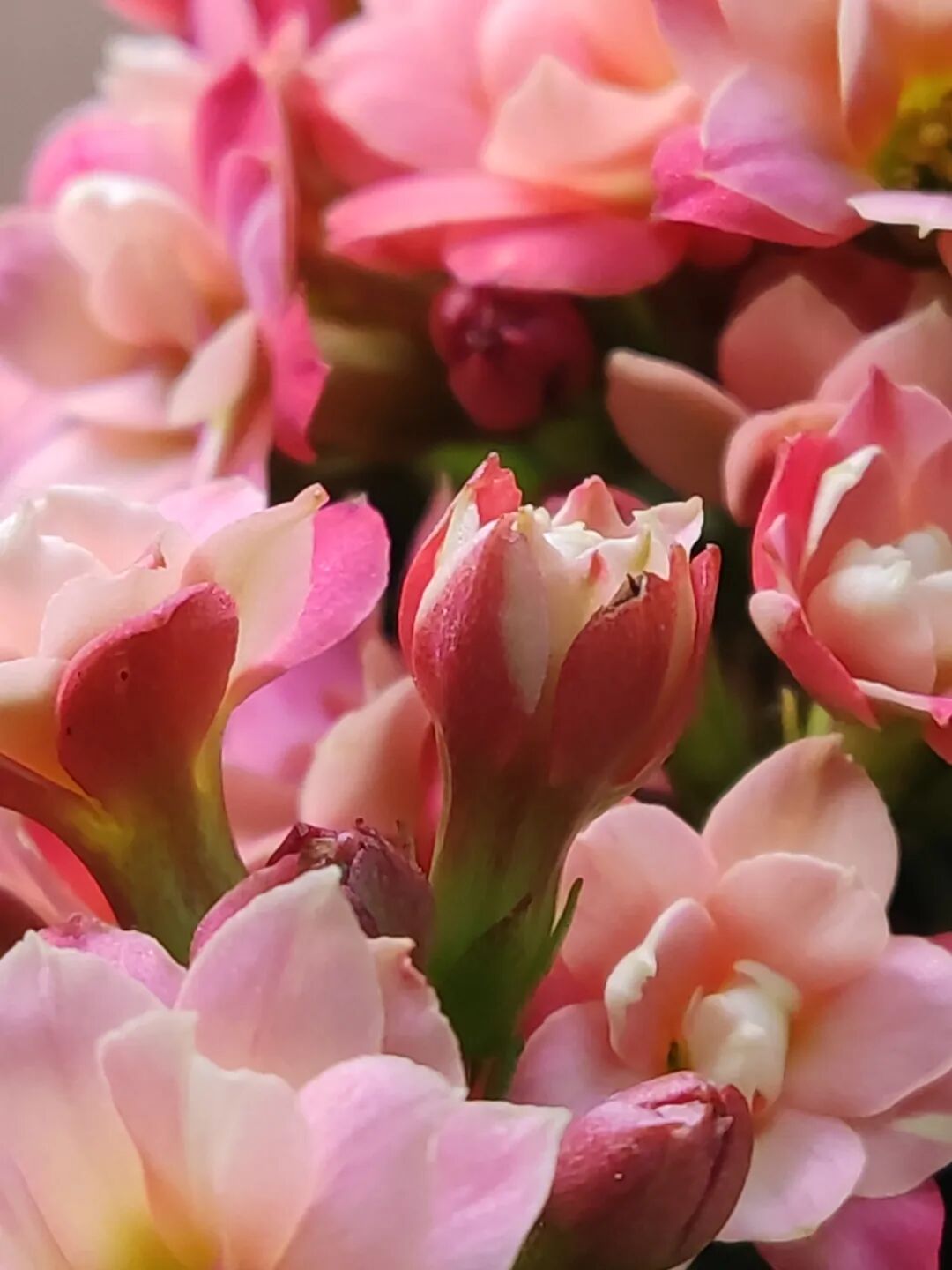 粉色小花束特写,花苞半开