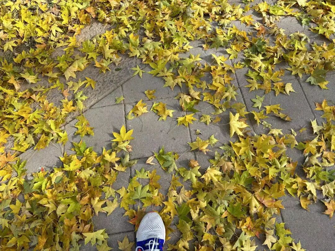脚踩秋叶铺满的石板路