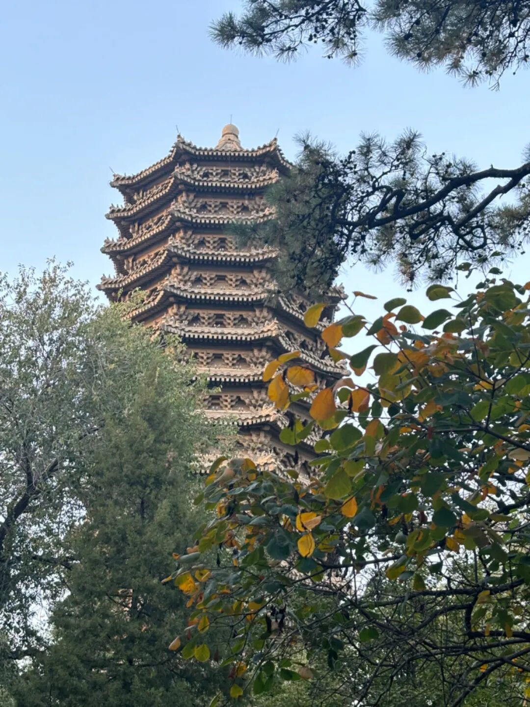 秋日北大园内满地金黄落叶与脚下球鞋