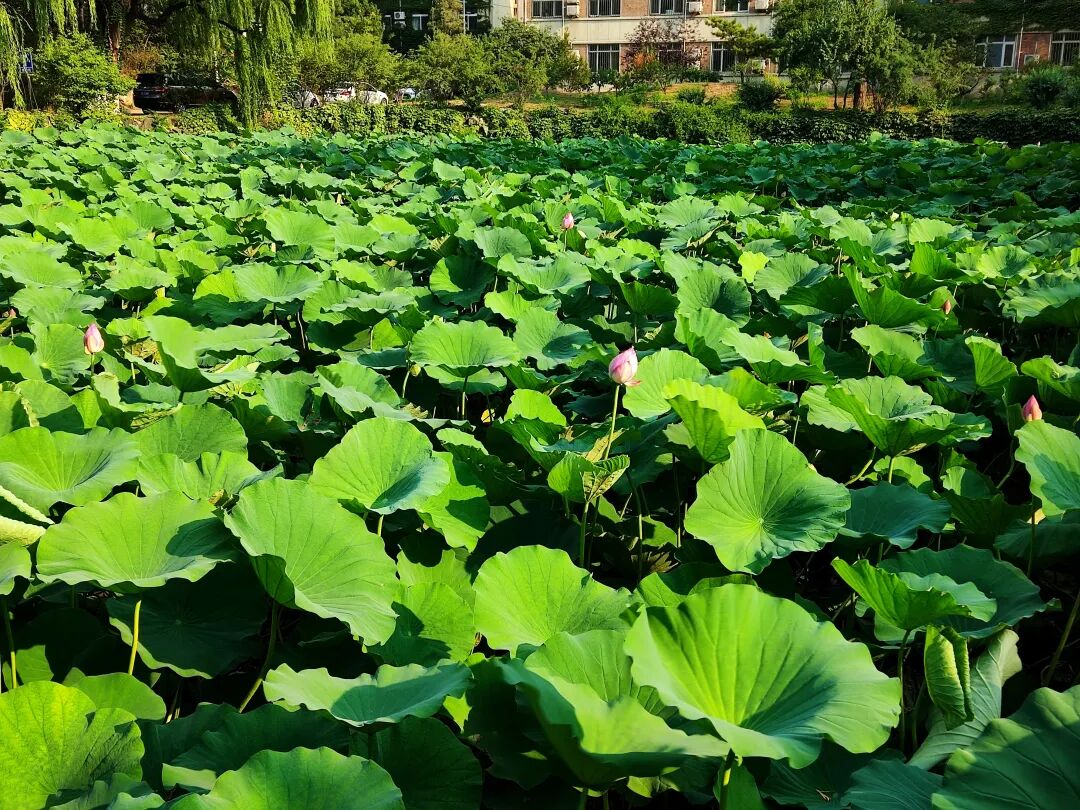 北大荷花池夏日荷叶铺满水面